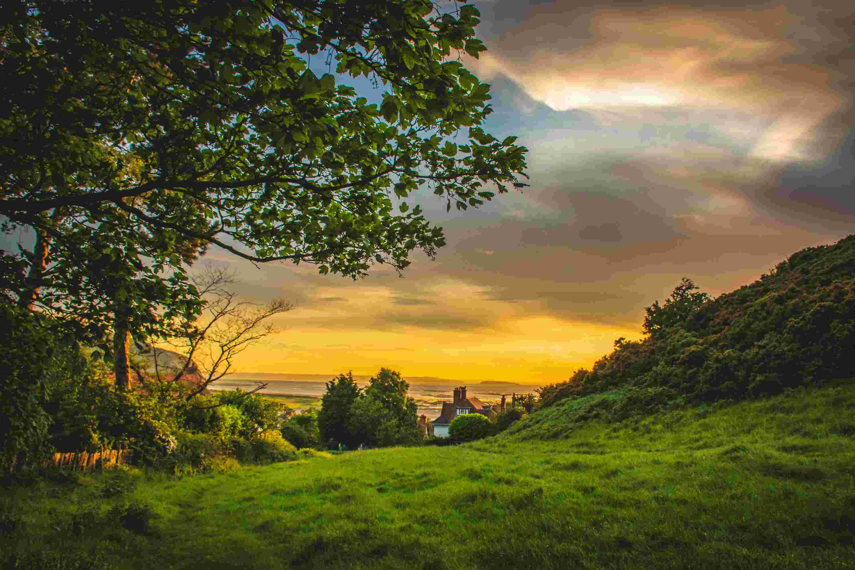 Green trees under a warm sunset